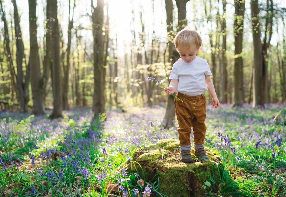 Bluebell photography Hampshire