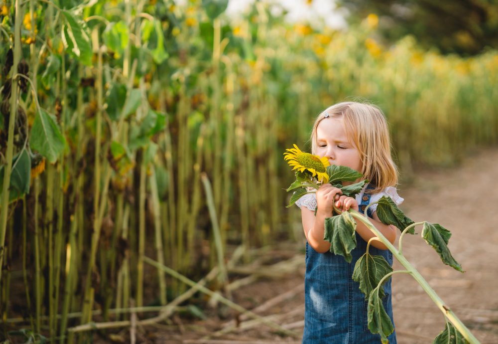 Sunflower Portraits Hampshire